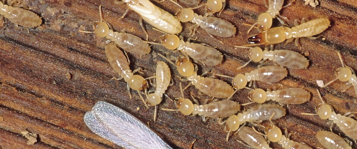 القضاء على النمل الابيض نهائيا