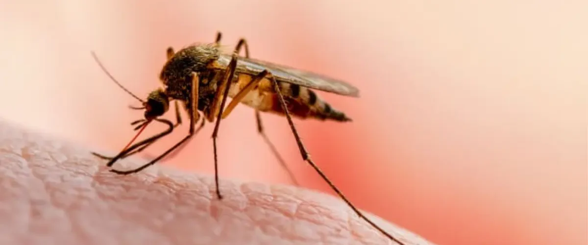 افضل شركة مكافحة و رش الناموس بمكة