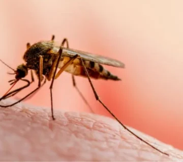 افضل شركة مكافحة و رش الناموس بمكة