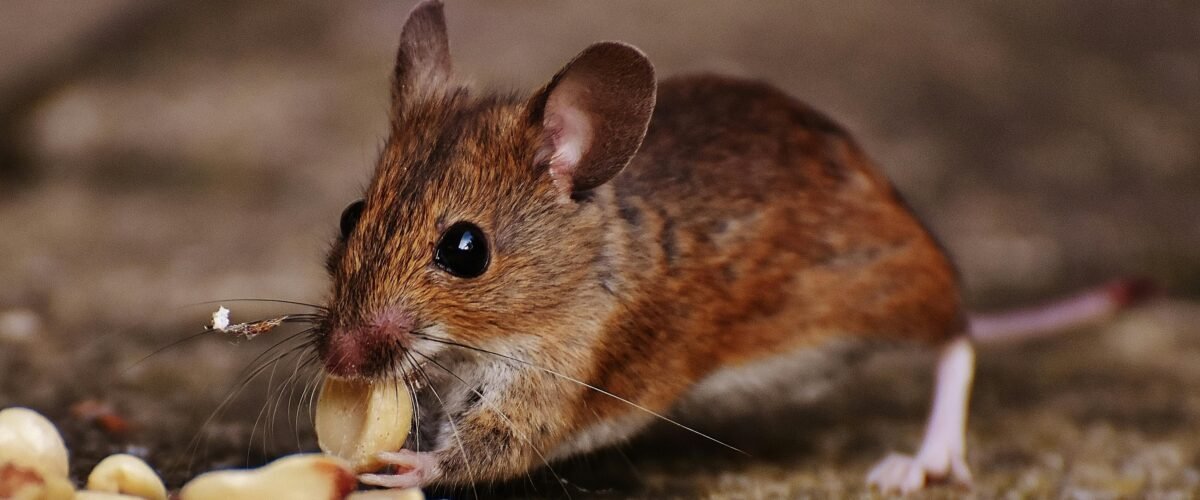 مكافحة الفئران بمكة بأساليب احترافية أهمية مكافحة الفئران بمكة