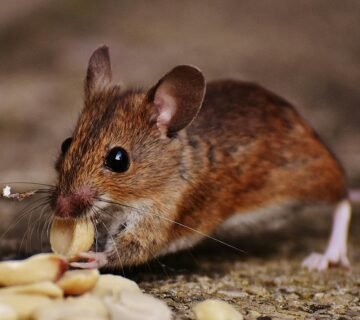 أهمية مكافحة الفئران بمكة