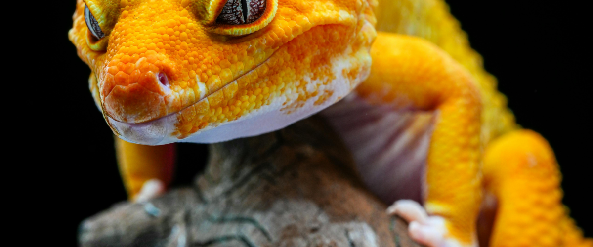 مكافحة الوزغ بمكة المكرمة