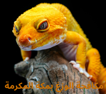 مكافحة الوزغ بمكة المكرمة