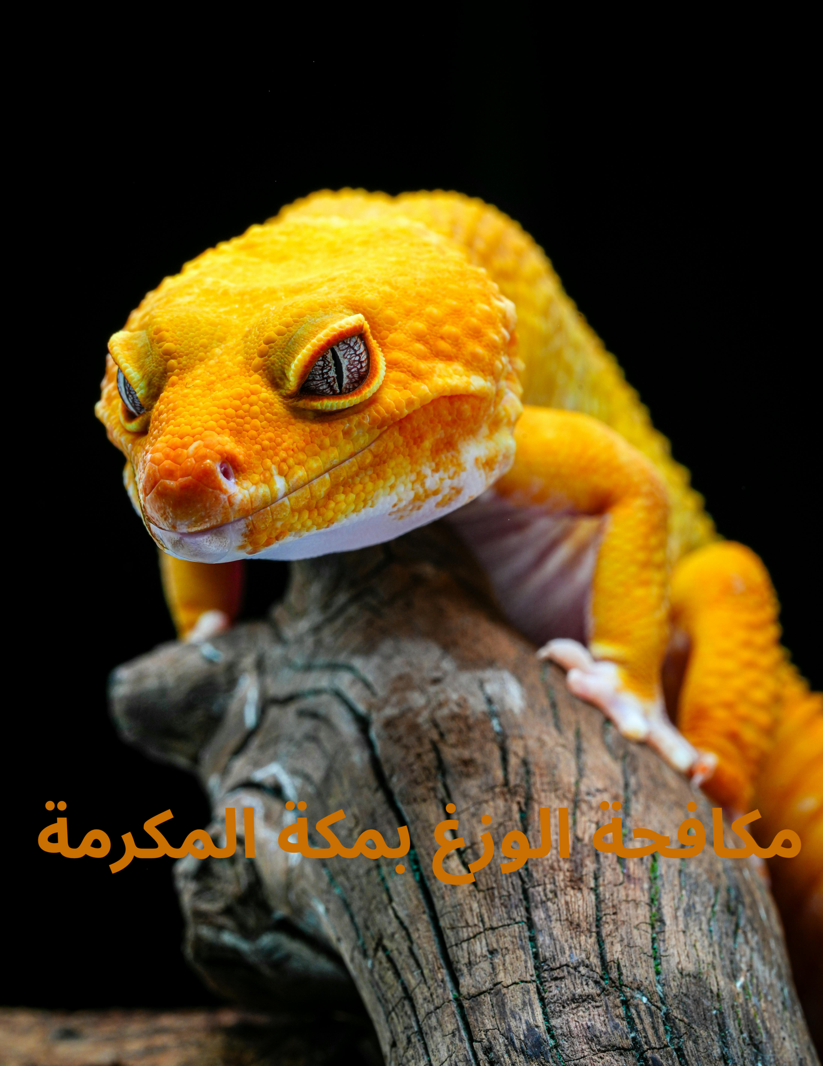 مكافحة الوزغ بمكة المكرمة